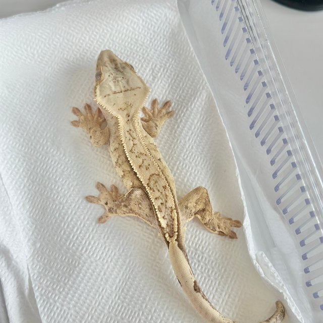 드리피 크림시클 크림 화이트 옐로우