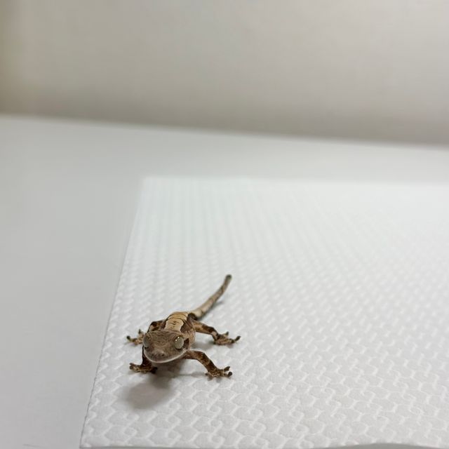 트라이 익스트림할리퀸 바브 화이트스팟 화이트포트홀 화이트핀