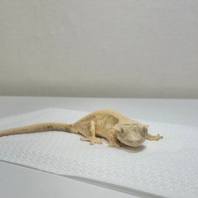 텐저린 릴리화이트 솔리드백 크림 옐로우 화이트