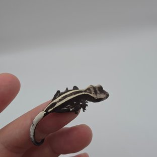 아잔틱