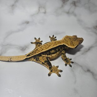 노멀 풀핀 쿼드