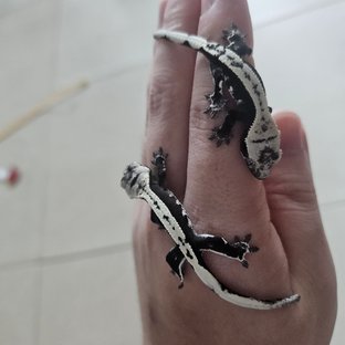 아잔틱
