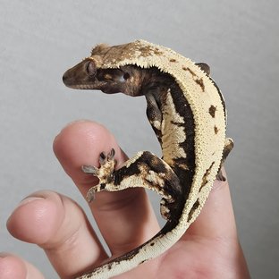 세이블
