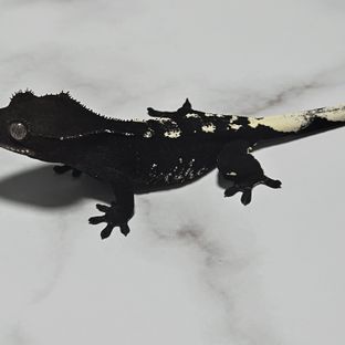 아잔틱