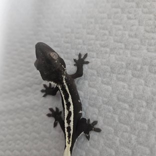 아잔틱