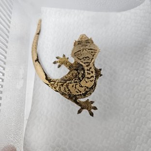 노멀 화이트스팟