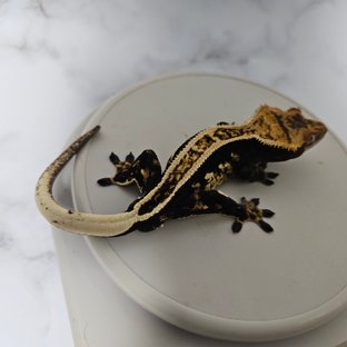 100%헷아잔틱 슈퍼스트라이프