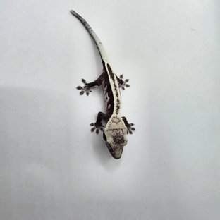 아잔틱