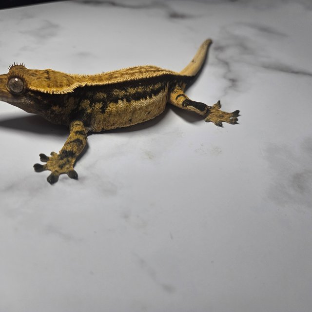 노멀 풀핀 쿼드