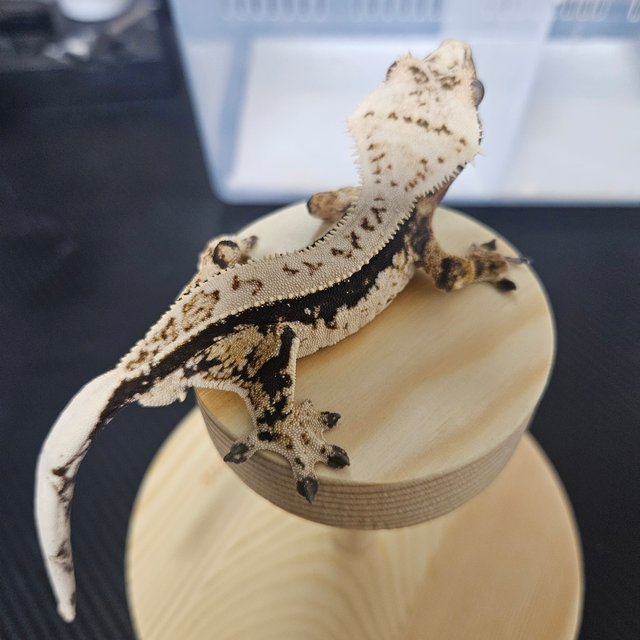 노멀 풀핀 쿼드