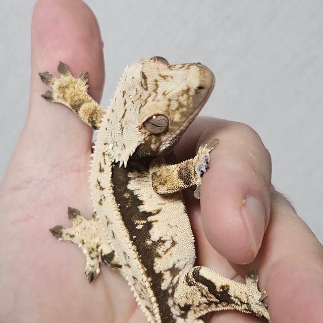 노멀 풀핀 쿼드