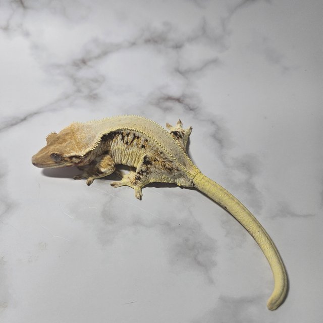 릴리화이트 풀핀