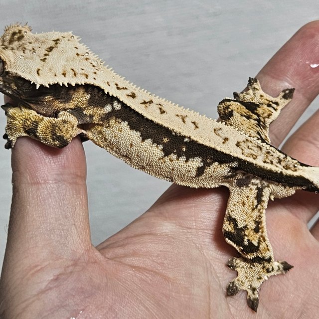 노멀 풀핀 쿼드