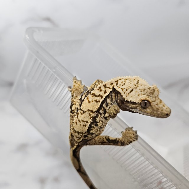 노멀 화이트스팟