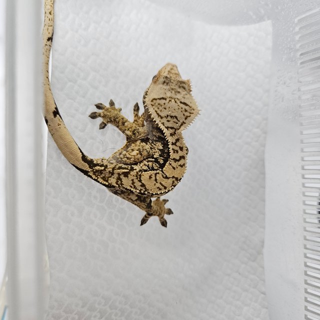 노멀 화이트스팟