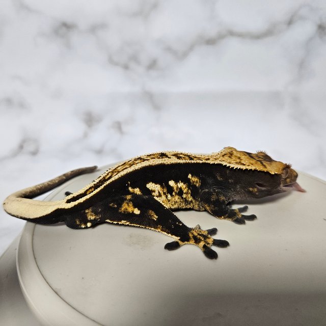 100%헷아잔틱 슈퍼스트라이프