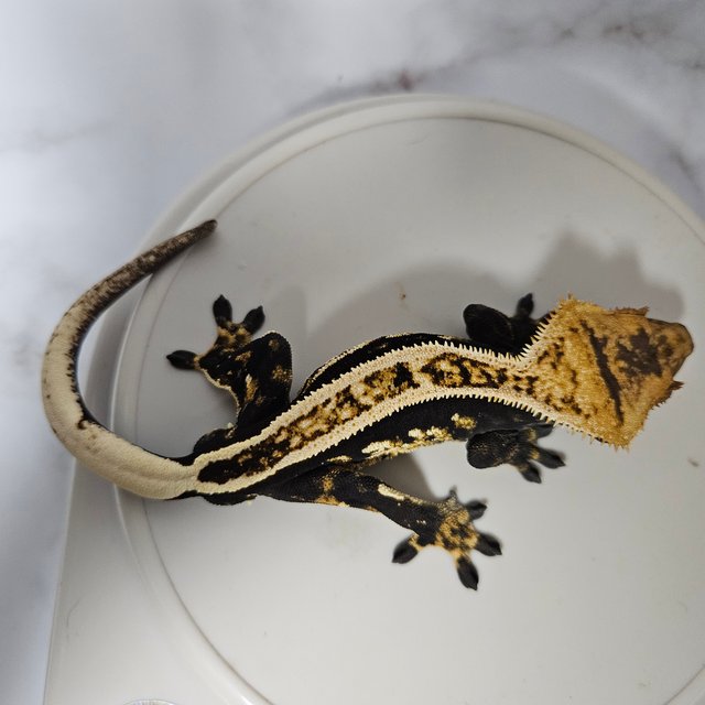 100%헷아잔틱 슈퍼스트라이프