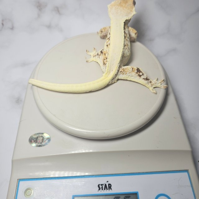 릴리화이트 풀핀