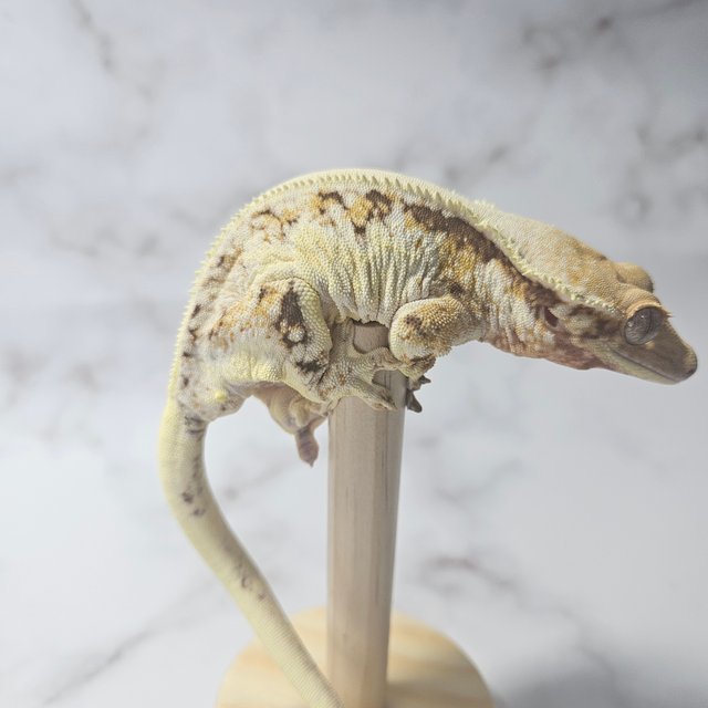 릴리화이트 풀핀