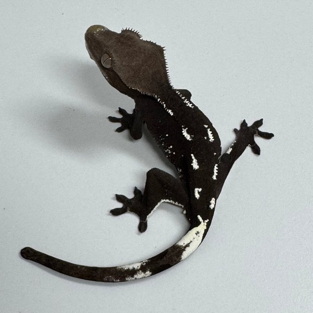 아잔틱 화이트포트홀