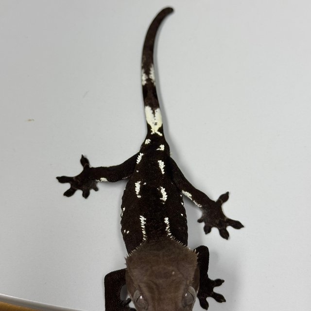 아잔틱 화이트포트홀