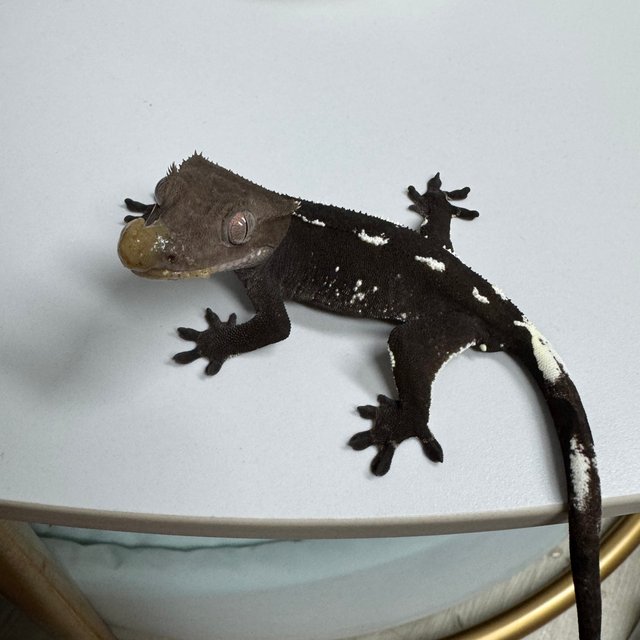 아잔틱 화이트포트홀