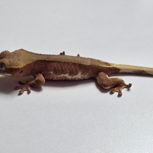 릴리화이트 팬텀 레드