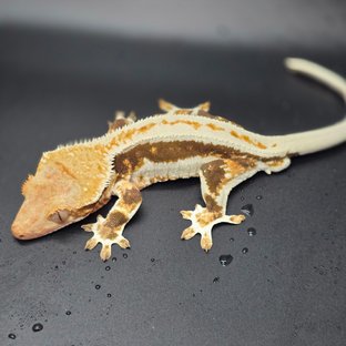 릴리화이트 트라이 화이트