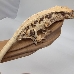 릴리화이트 드리피 솔리드백 화이트스팟 화이트포트홀