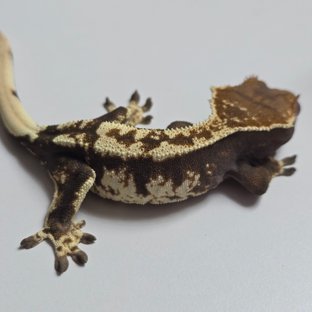 카푸치노 블랙 화이트