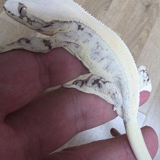 릴리화이트 솔리드백 화이트 드리피 화이트스팟 화이트포트홀