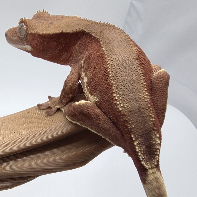 릴리화이트 팬텀 레드