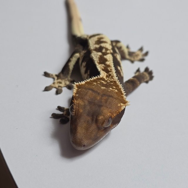 카푸치노 블랙 화이트