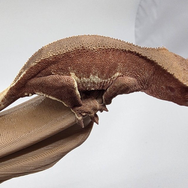 릴리화이트 팬텀 레드