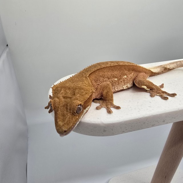 팬텀 바이 레드