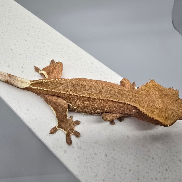 팬텀 바이 레드