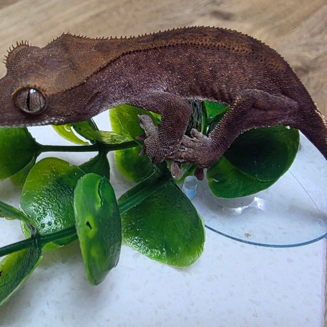 카푸치노 팬텀 챠콜