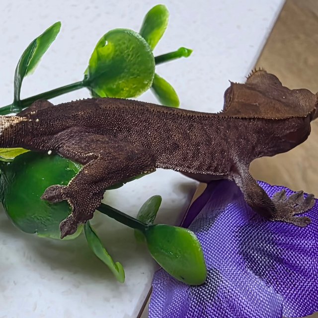 카푸치노 팬텀 챠콜