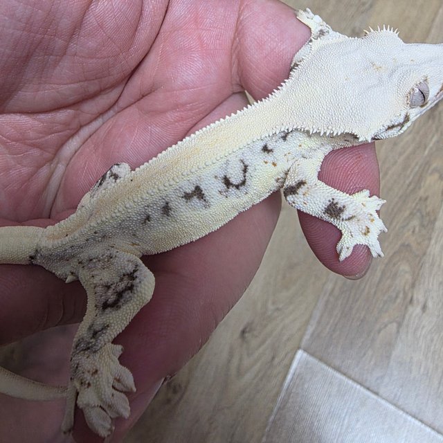 릴리화이트 솔리드백 화이트 드리피 화이트스팟 화이트포트홀