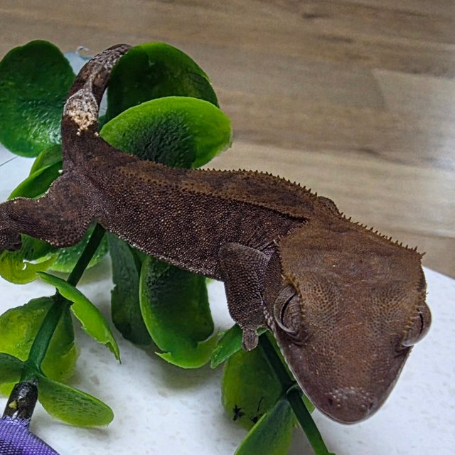 카푸치노 팬텀 챠콜