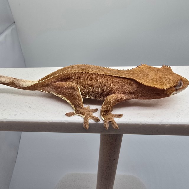 팬텀 바이 레드