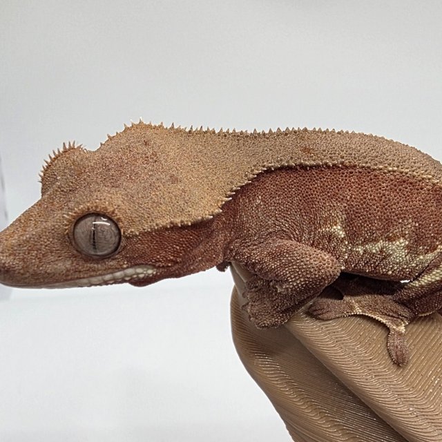 릴리화이트 팬텀 레드