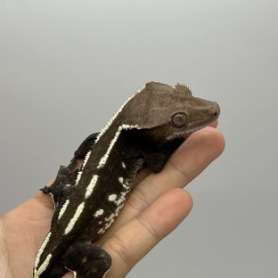 폴라리스