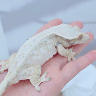 레인