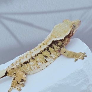 자스민