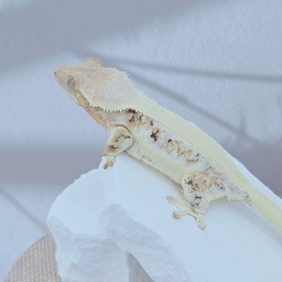 코코