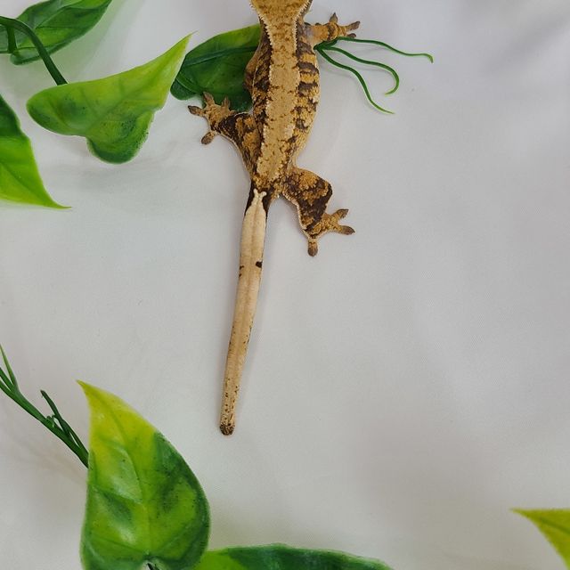 트라이 타이거 바브