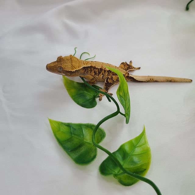 트라이 타이거 바브
