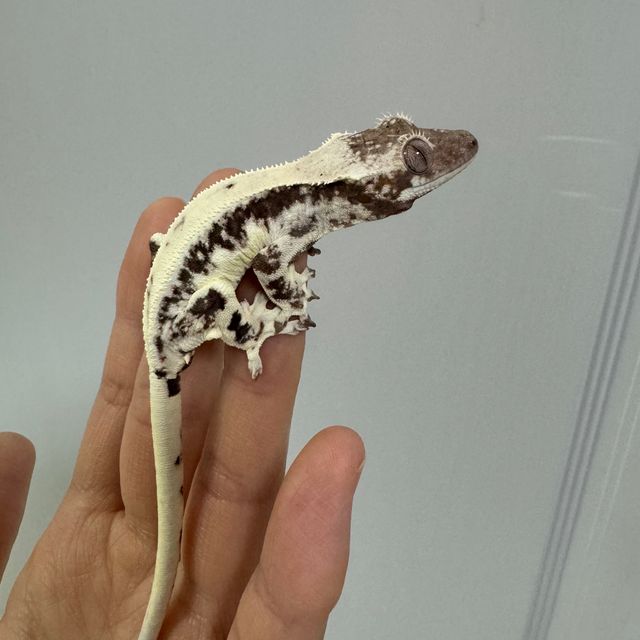 프라푸치노