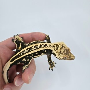 슈퍼스트라이프 엠티백 풀핀 (부)